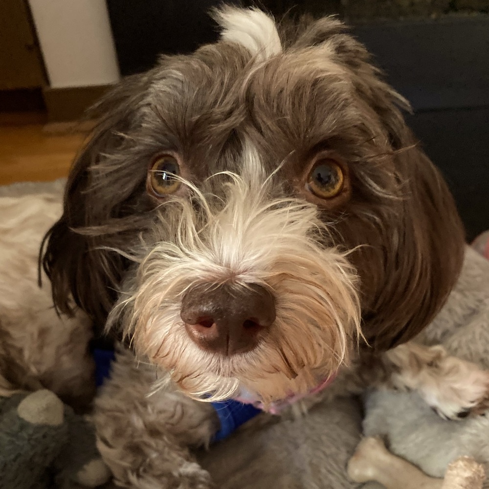 Meet your Posher, Rosanne